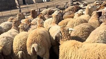 balaca it cinsi: Dişi, il: 1, Damazlıq, Pulsuz çatdırılma — 5