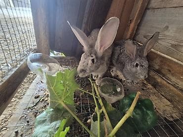 rizen dovşan: 🐇 5 ədəd 4 aylıq sağlam dovşan satılır! ✔️ Sağlam və aktivdir ✔️ Ev — 3