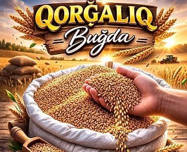 🌾 Qorğalıq Buğda – Təzə, Ləzzətli və Sağlam! 🌾 Ev şəraitində qovurub