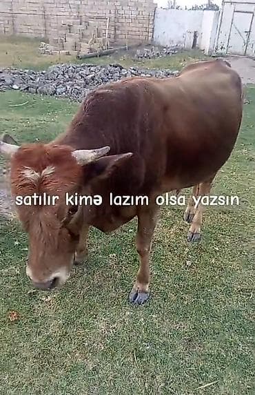 toyuq satilir: Satılır – yerli cins buğa - Rəng: tünd qəhvəyi, alnında7 açıq işarə - — 1