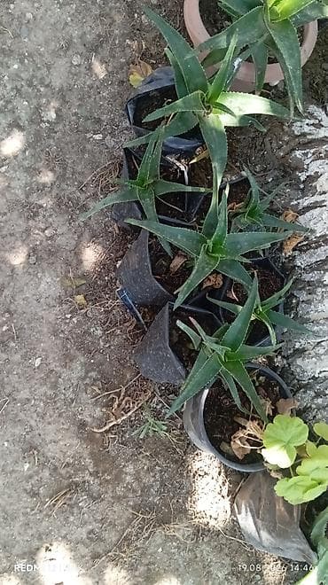 xari bulbul ciceyi: Aloe vera və dekorativ sukulentlər – saksıda Məhsul təsviri: - — 4