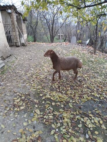 toyuq şəkilləri: Qoyun – yerli ətlik quyruqlu cins - Rəng: tünd qəhvəyi - Quyruqlu — 1