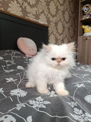 pişik pers: Fars — 1