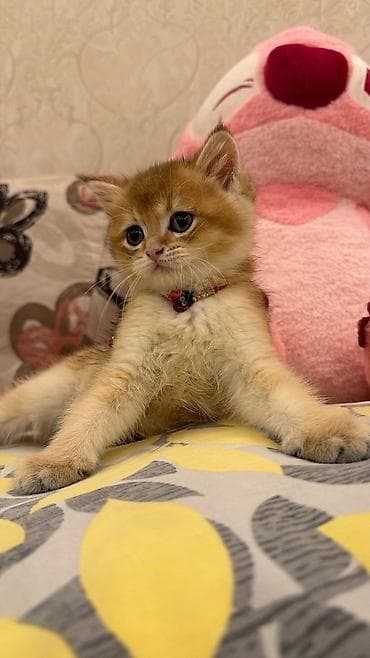 pers pişiyi: Britan, Erkək — 3