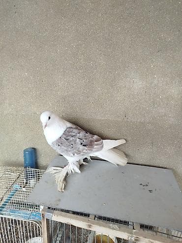 cənnət quşu: Növ: Bəzək göyərçini (uzun saqqallı/ayağı ləçəklı tip) Rəng: Ağ – krem — 3