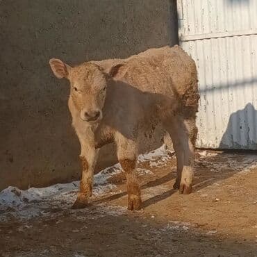 Lincoln: Cins buzov – açıq krem rəngli, qalın və sıx yun örtüklü. Geniş döş — 3