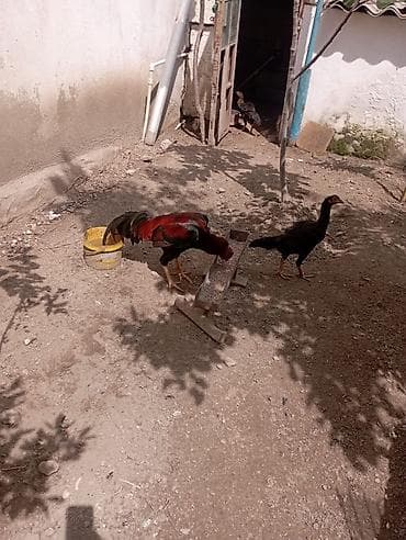 cins inekler: Aseel (Asil) cinsli toyuq və cücə sürüsü - Cins: Aseel (uzunboyun — 4