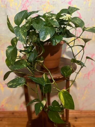 Tinglər: Qazon bitkisi olan Epipremnum aureum, ev və ofis şəraitində — 1