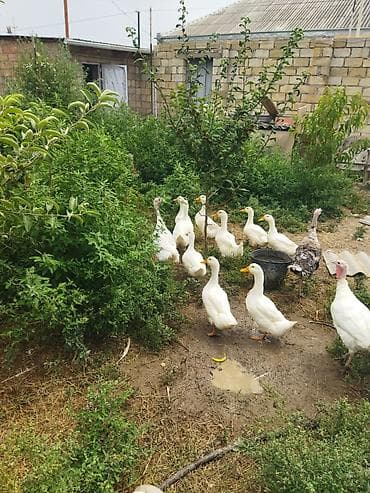 купить кур: Ağ ördəklər – təbii şəraitdə bəslənmiş sürü - Cins: ağ ev ördəyi qır — 1