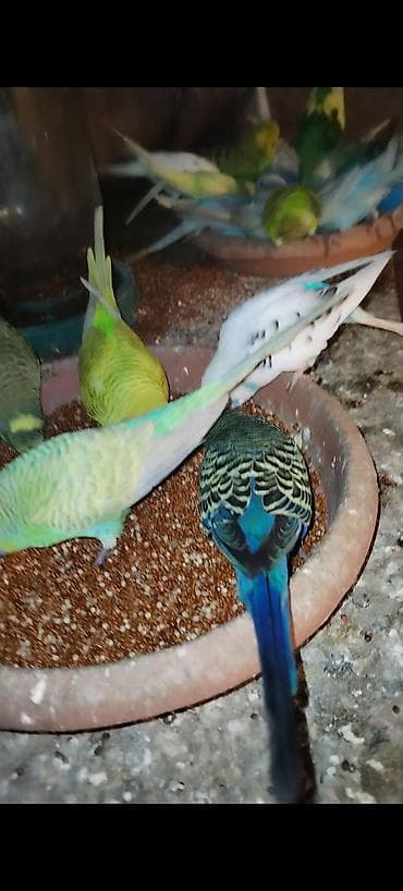 qus sesleri: Hazır cütlərdi. Sağlam ve yumurtaya düşüblər — 2