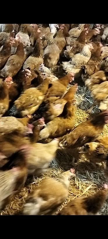 quş xana: Toyuq, Yumurtalıq — 2