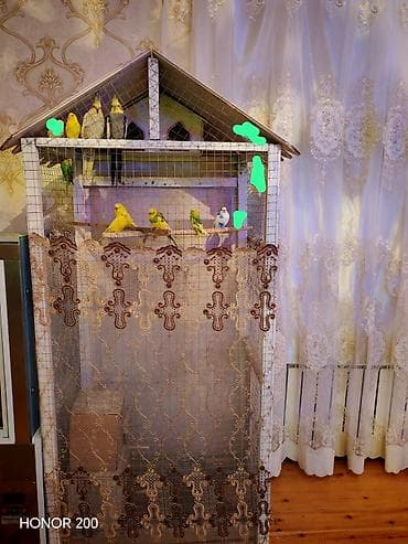 bulbul quşu: Salam aleykum hazır bala veren quşlarıdı 9 çex 2 keşa qiymet qefes — 3