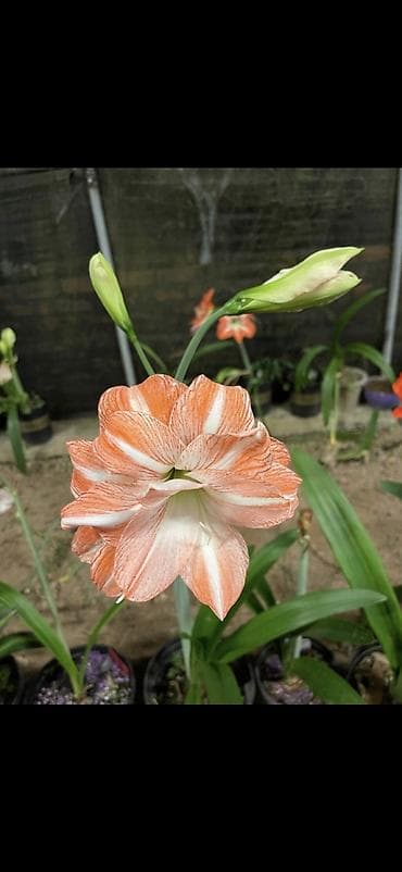 yaz gulləri: Hippeastrum (Amarillis) soğanlı dekorativ çiçəklər – bir neçə rəng və — 10