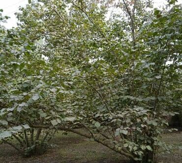 qalmaq serti ile: 65 sot, Biznes üçün, Kupça (Çıxarış), Bələdiyyə — 3