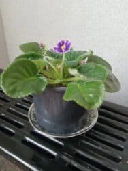 diffenbaxiya bitkisi haqqında: Bənövşə (Afrika bənövşəsi) – bənövşəyi çiçəkli, xırda dalğalı ləçəklər — 7