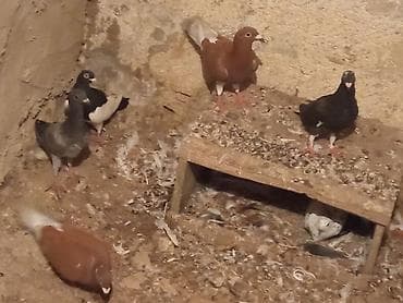 göyərcin: Salam 5 dənə drakon du 2 Erkey 3 maya təcili satılır tam sağlam — 1