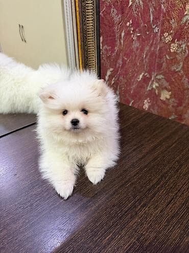 afcarka balasi satilir: Şpitz, 2 ay — 5