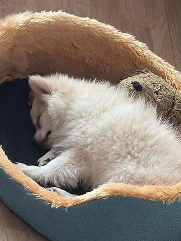 it labrador: Şpitz, 3 ay, Dişi — 3