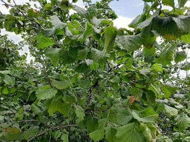 продажа недвижимости без посредников: Баку, 1 м², 5 комнат — 11