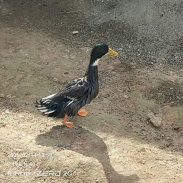 Keçilər, çəpişlər: Erkəyli dişili amma hamısı bir yerdə satılır 18 manatdan — 5