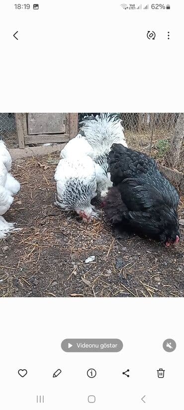 Gəmiricilər: Toyuq, Brama, Damazlıq — 1