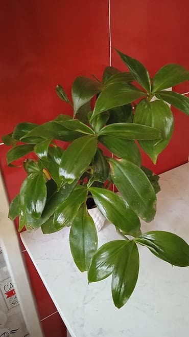 Otaq bitkisi – parlaq yaşıl, enli və hamar yarpaqlı dekorativ bitki. -