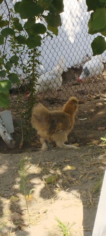 продам собаку доска объявлений: PON POn xoruzu satilir tekce — 10