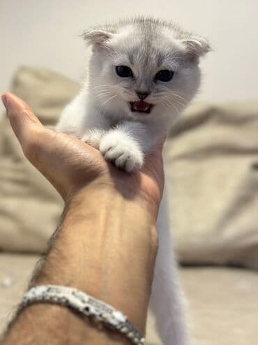 сколько стоит вислоухий кот: Шотладская вислоухая, Самка, В добрые руки, Платная доставка, Самовывоз — 9