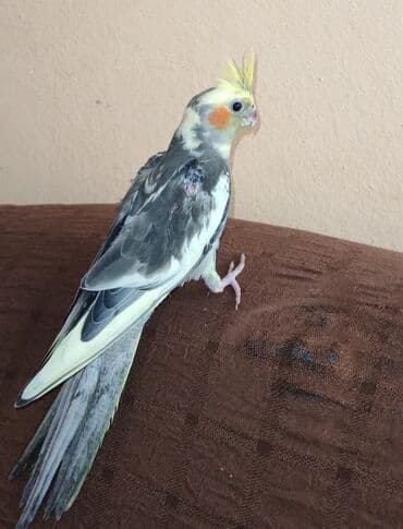 Akvarium aksessuar və ləvazimatları: 2 eded iki aylıq korella balasıdı. Cüt satılır qefesle birlikde 130 — 10