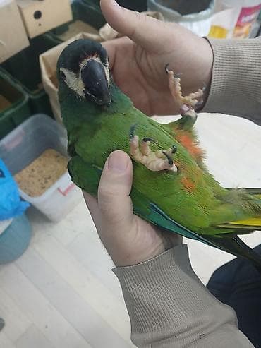 tutuquş: Bala mini ara ele orgesib isdeyen elaqe saxlaya biler catrilma var — 3