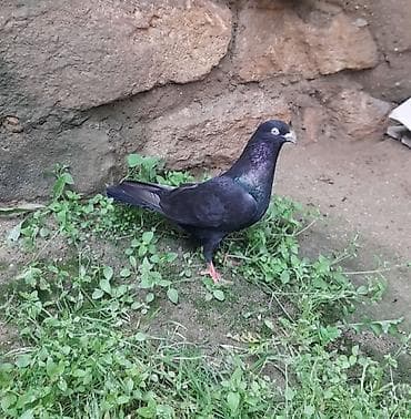 goyərcin: Tutulma erkey 12 tuk — 4