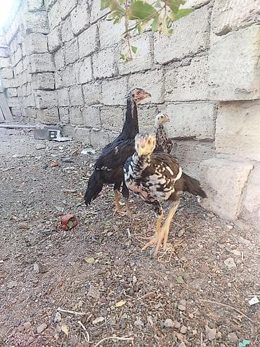 ag baliq: Toyuq cücələri, Damazlıq — 4