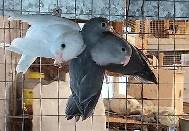 Folpus varabinniy papuqay dünyanın ən balaca tutu quşusu ən balaca