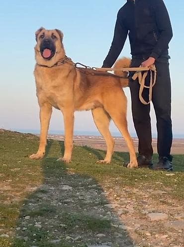 cins itler: İt (köpək) – Böyük cüssəli /iqtisad tipli it Xüsusiyyətlər: - Rəng — 2