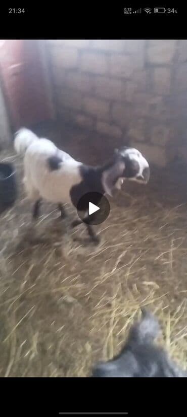 dovşan şəkilləri çəkmək: Hələb keçi — 2