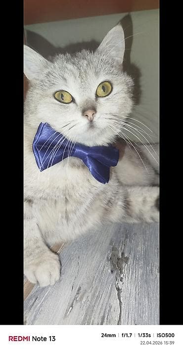 Pisik şinsila dişi 10 ayliq — 3