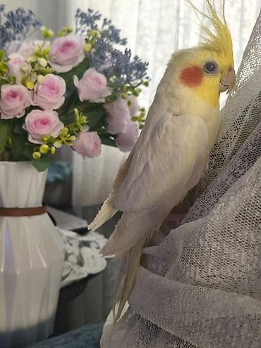 bulbul quşu: Erkək karella satıram, adı "Maestro" -dur gözəl melodiyalar oxuyur — 4