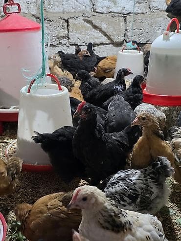 Toyuq cücələri, Ətlik, Ödənişli çatdırılma