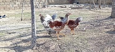 quşlar: Toyuq, Damazlıq — 9