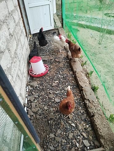 kənd toyuqları: Toyuq, Yumurtalıq — 2