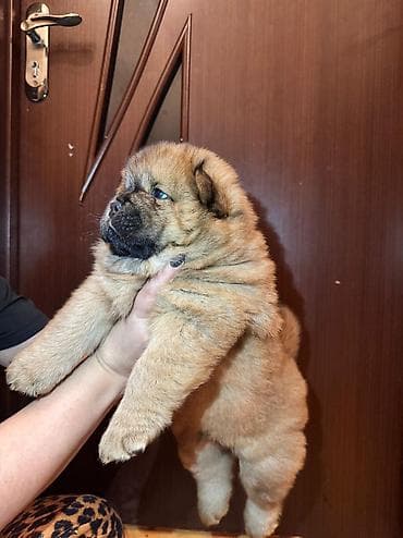 chow chow: Çau-Çau, 1 ay, Dişi, Sənədli — 3