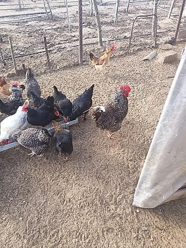 Quşlar: Salam cavan toyuxlardi hamsi saglamdii yumrtyular hamsi her heyvandan — 1