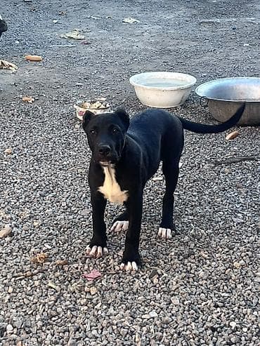 çin aslani: Pitbul, 3 ay — 1