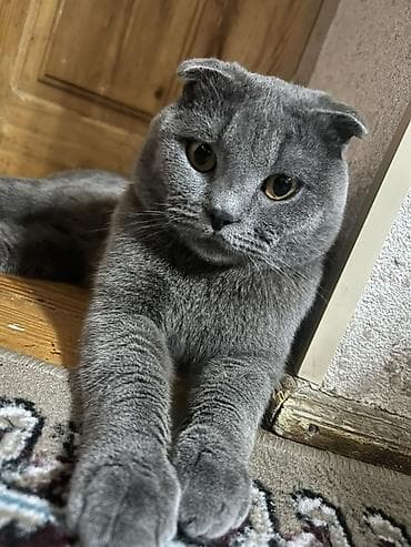 çütləşdirmək: Şotland yastı qulaq, Erkək, Cütləşmə üçün — 5