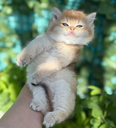 Pişiklər: Britan — 6