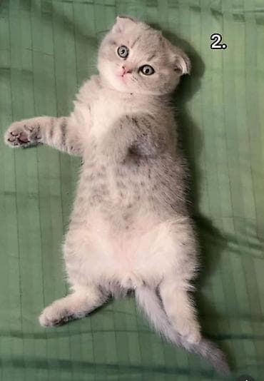 pişim: Şotland, Erkək, Yaxşı əllərə — 8