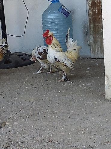 bantam: Yaponka Xoruzlar Satılır. Satılır: dekorativ xırda cins toyuqlar — 3
