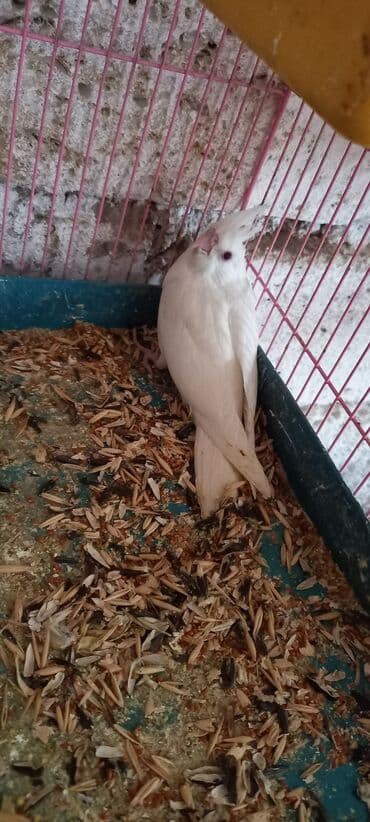 sağlam həyat sağlamlıq mərkəzi: Salam ilk ozce yazini hamisini oxuyun sonra elaqe saxliyin hardasa bir — 6