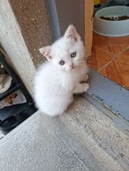 pişik sortlari: Şotland, Erkək, Dişi, Yaxşı əllərə, Pulsuz çatdırılma, Ödənişli çatdırılma — 14