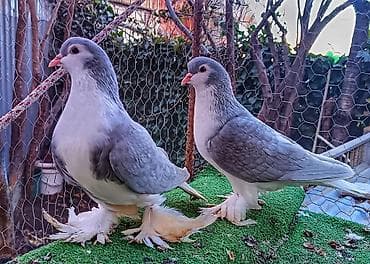 qus yuvası: Delfin Goyercin, hazir bala veren saglam cutdu, Yasamaldadi Təsvir: - — 1